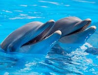dolphin's