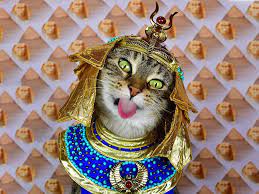 egyptian_cat